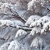 Stlánik: Arborele Siberian care prezice iarna și primăvara