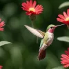 Casa Bernabé: un refugiu cubanez pentru cea mai mică pasăre din lume