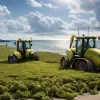 10 tone de alge invazive au fost îndepărtate de pe plajele din Cadiz în 48 de ore: O criză ecologică?