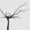 Un escroc încearcă din nou să vândă falsuri ale desenelor lui Cajal la o casă de licitații