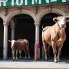 Festivalul de la Bilbao: numărul de corride redus, dar promite spectacol de excepție