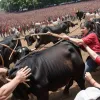 Activisti pentru drepturile animalelor denunță incidente la festivalurile cu tauri în Catalonia: confruntări cu poliția