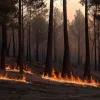 Incendiu de pădure în Tarragona: Patru municipalități evacuate din cauza focului