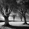 Când arborii păstrează memoria: Fotograful Magnum explorează lumea naturii