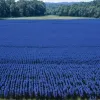 De la indigo la blugi: Cum Tintoremus, o companie spaniolă, creează coloranți naturali