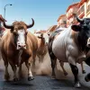 Încheierea San Fermín: Taurii Miura închid sărbătoarea la Pamplona