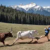 Accident surrealist pentru Sara Alonso: Atacată de o vacă în timpul antrenamentului