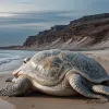 O broască țestoasă uriașă găsită moartă în Valencia, posibil sufocată de o „plasă-fantomă”