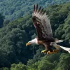Reapariția spectaculoasă: Vulturul harpia revine în Mexic după 12 ani