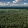 Soia braziliană: pericol ascuns pentru Europa și România
