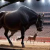 Oportunitate ratată: Corida de la Madrid lasă o impresie ambiguă