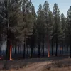 Incendii de proporții în Spania: stare de pre-urgență declarată și mii de persoane evacuate
