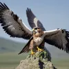 Șoimăritul și ecologia: cum arta antică ajută lumea modernă