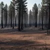 Incendiile de pădure din Spania: August distruge statisticile privind hectarele arse