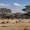 Kenya: Un safari de neuitat de la Amboseli la Masai Mara