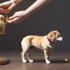 Câinele lui Pavlov și legătura sa cu efectul placebo: cum funcționează condiționarea clasică