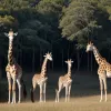 Știința revoluționară: Există patru specii de girafe, nu una singură