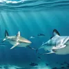 O poveste de vară: Scufundare cu rechini pe coasta bască