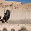 Un zid, o pânză: Artistul din Tijuana transformă gardul de frontieră într-un simbol al unității