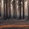 Incendiile din Ourense, León și Zamora: Fotografii aeriene dezvăluie amploarea dezastrului