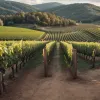 Seceta și căldura reduc recolta de vin: Producția spaniolă, în scădere