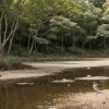 Gripa aviară în Doñana: Andaluzia activează protocolul de prevenire după noi focare