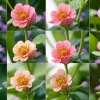 Salvia: flori colorate și parfumate pentru grădina și balconul tău