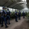 Rețea de producție de marijuana "de design" destructurată în Ciudad de Mexico, suspecți arestați